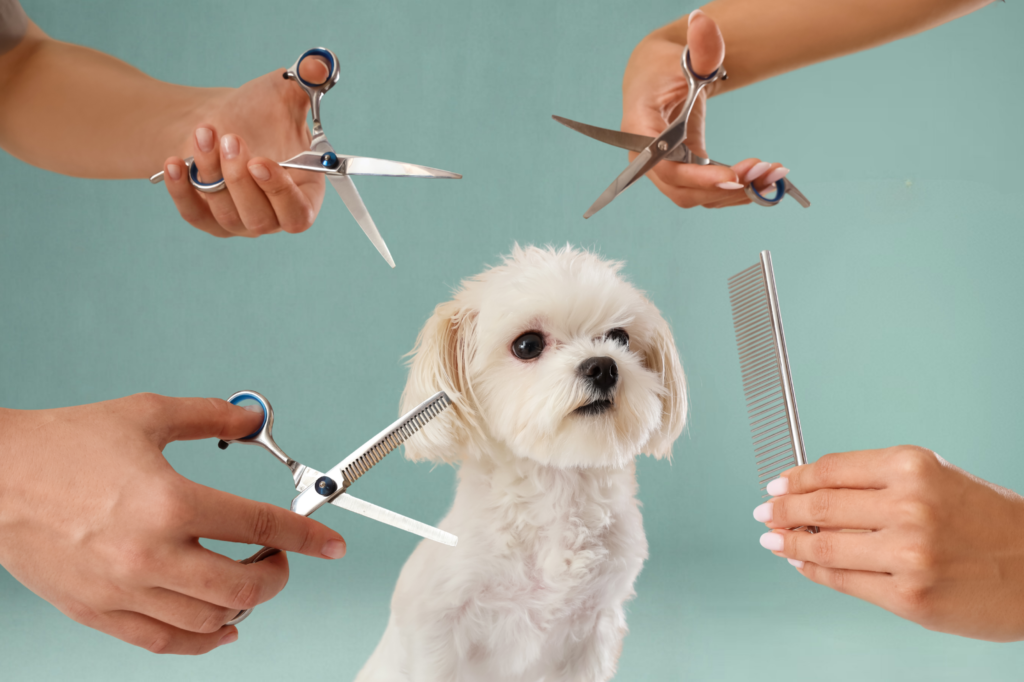 Cute white dog after grooming at Magic Pets Grooming Salon & Spa in Orlando, FL